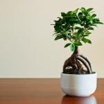 Come Fare Un Bonsai Da Glicine Come fare un bonsai da glicine: guida pratica e consigli utili per la coltivazione del bonsai