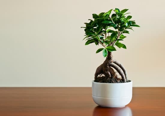 Come Fare Un Bonsai Da Glicine 1 Come fare un bonsai da glicine: guida pratica e consigli utili per la coltivazione del bonsai