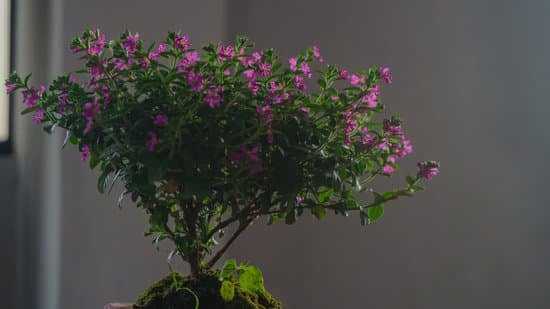 Come Fare Un Bonsai Di Gelso 1 Come fare un bonsai di gelso: guida semplice