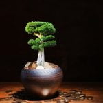 Come Curare Un Ficus Benjamina Bonsai Come curare un ficus benjamina bonsai: consigli per la potatura e la concimazione