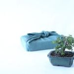 Quando Potare Bonsai Azalea Guida alla potatura degli azalea bonsai: scopri quando e come farlo al meglio