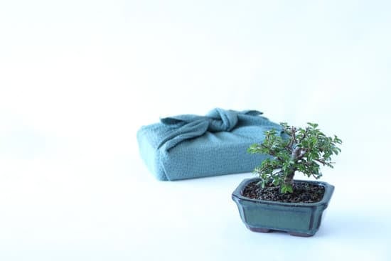 Quando Potare Bonsai Azalea 1 Guida alla potatura degli azalea bonsai: scopri quando e come farlo al meglio