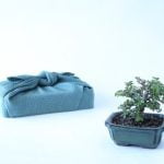 Come Fare Bonsai Di Olivo Guida dettagliata su come fare bonsai di olivo: passo dopo passo