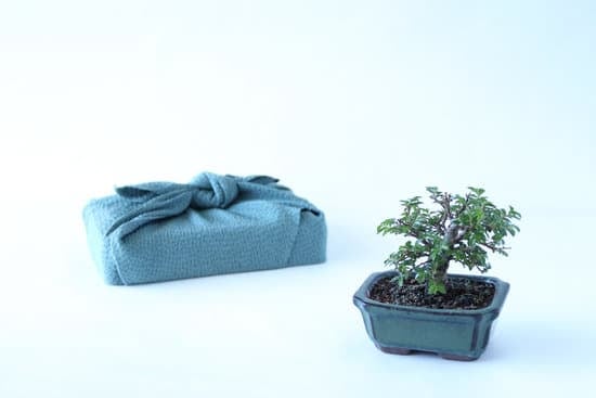 Guida dettagliata su come fare bonsai di olivo: passo dopo passo