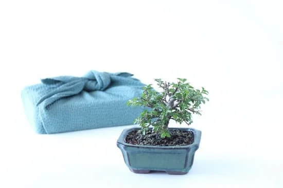 Come Coltivare Un Bonsai Dibiancospino 1 Guida completa su come coltivare un bonsai di biancospino