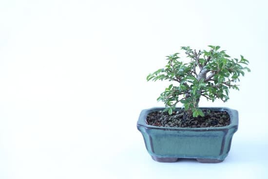 Come Annaffiare Olivo Bonsai 1 Annaffiare olivo bonsai: consigli e trucchi per mantenere la giusta umidità del terreno