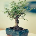 Di Quanti Lumen Ha Bisogno Un Bonsai Di Ligustro All'Interno Luminosità per bonsai di ligustro: consigli su quanti lumen per coltivarlo al chiuso