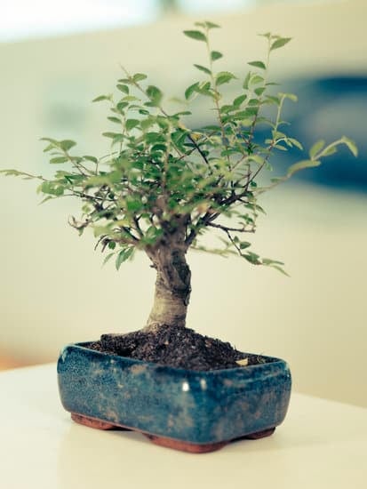 Luminosità per bonsai di ligustro: consigli su quanti lumen per coltivarlo al chiuso