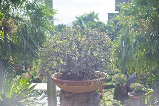 Come stuccare i bonsai con precisione e cura