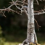Quando Una Pianta Diventa Bonsai Come trasformare una pianta in bonsai: i passi da seguire quando una pianta diventa bonsai