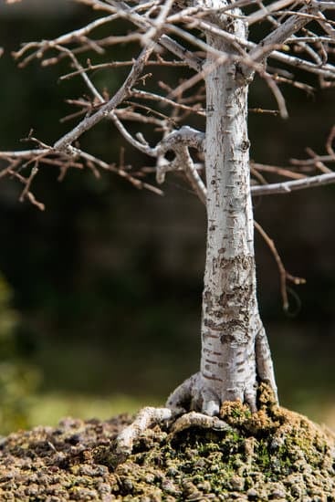 Come trasformare una pianta in bonsai: i passi da seguire quando una pianta diventa bonsai