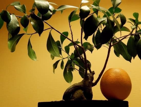 Come Individuare Le Vene Linfatiche Bonsai 1 Scopri come individuare le vene linfatiche sui tuoi bonsai per una corretta cura e manutenzione