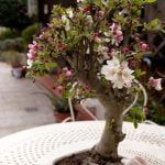 Quando Potare Tiglio Bonsai Quando potare il tuo tiglio bonsai per favorirne la crescita e la forma desiderata