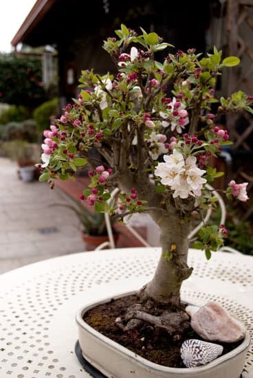 Quando Potare Tiglio Bonsai 1 Quando potare il tuo tiglio bonsai per favorirne la crescita e la forma desiderata