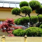 Come Fare Un Bonsai Per Margotta Scopri come fare un bonsai per margotta con i nostri consigli esperti
