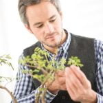 Che Umidita Serve Per Bonsai La giusta umidità per il bonsai: consigli pratici