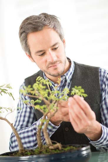 Che Umidita Serve Per Bonsai 15 La giusta umidità per il bonsai: consigli pratici