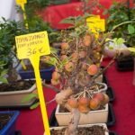 Come Pulire I Vasi Dei Bonsai Guida dettagliata su come pulire i vasi dei bonsai per mantenerli sani e forti