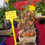 Come Pulire I Vasi Dei Bonsai Guida dettagliata su come pulire i vasi dei bonsai per mantenerli sani e forti