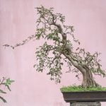 Quali Sono Bonsai Da Interno Scopri i migliori bonsai da interno per la tua casa con la nostra guida completa