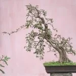 Scopri i migliori bonsai da interno per la tua casa con la nostra guida completa