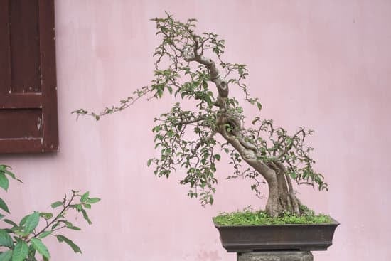 Quali Sono Bonsai Da Interno 1 Scopri i migliori bonsai da interno per la tua casa con la nostra guida completa