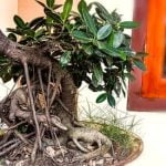 E' Difficile Curare Un Ficus Bonsai Come curare un ficus bonsai: consigli e trucchi per affrontare questa difficoltà con successo