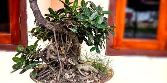 E' Difficile Curare Un Ficus Bonsai 1 Come curare un ficus bonsai: consigli e trucchi per affrontare questa difficoltà con successo