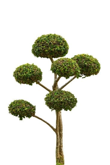Cosa Siggnifica Quanndo Un Bonsai Perde Le Foglie 7 La parola chiave 'COSA SIGNIFICA QUANDO UN BONSAI PERDE LE FOGLIE' deve essere al centro della tua ricerca