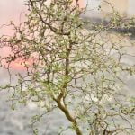 Che Acqua Per Bonsai Scopri le migliori soluzioni d'acqua per bonsai e mantienili sani e rigogliosi.