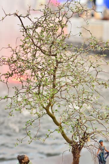 Che Acqua Per Bonsai 1 Scopri le migliori soluzioni d'acqua per bonsai e mantienili sani e rigogliosi.