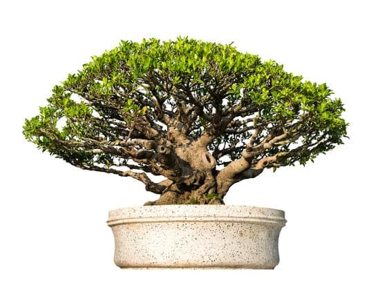 Quando Annaffiare Il Bonsai 1 Scopri quando annaffiare il bonsai per mantenerlo sano e rigoglioso. Segui attentamente i suoi bisogni