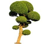 Come Riconoscere Il Nome Di Un Bonsai Scopri come riconoscere il nome di un bonsai con semplici consigli e suggerimenti pratici