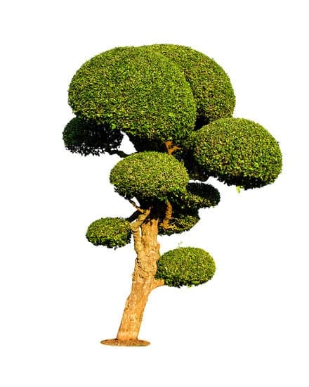 Come Riconoscere Il Nome Di Un Bonsai 1 Scopri come riconoscere il nome di un bonsai con semplici consigli e suggerimenti pratici