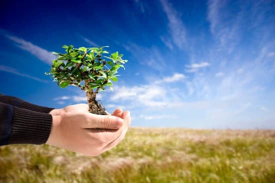 Quanto Costano Le Piante Bonsai 1 Scopri quanto costano le piante bonsai: prezzi convenienti per la tua passione verde