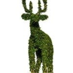 Come Bagnare Bonsai Olivo Bagnare il bonsai olivo con moderazione per evitare ristagno d'acqua