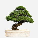 Dove Posso Acqistare Olivi Bonsai Grandi Dove acquisire olivi bonsai grandi: scopri i migliori fornitori online e nelle vicinanze