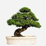 Dove acquisire olivi bonsai grandi: scopri i migliori fornitori online e nelle vicinanze
