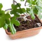 Dove Trovare Bonsai in Natura Scopri dove trovare bonsai in natura: guida alla ricerca della bellezza autentica