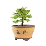 Qual E' Il Significato Letterario Della Parola Giapponese Bonsai Esplora l'arte giapponese del bonsai e il suo significato letterario nella cultura orientale