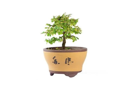 Esplora l'arte giapponese del bonsai e il suo significato letterario nella cultura orientale