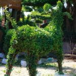 Quando cambiare la terra al bonsai: linee guida per non sbagliare