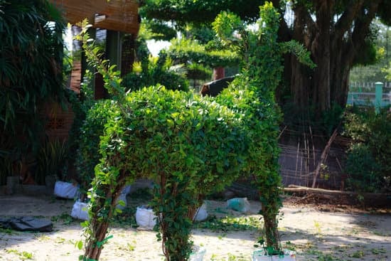 Quanti Anni Prima Di Cambiare La Terra Ad Un Bonsai 1 Quando cambiare la terra al bonsai: linee guida per non sbagliare