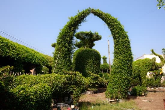 Come Fare Un Bonsai Di Salice 17 Guida dettagliata su come fare un bonsai di salice