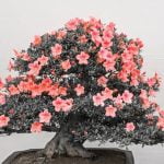 Quando Potare Ulivo in Vaso Bonsai Scopri quando potare l'olivo in vaso bonsai per favorire la crescita e la salute della pianta