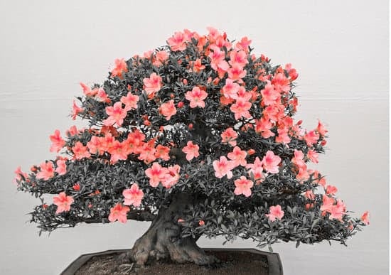 Quando Potare Ulivo in Vaso Bonsai 1 Scopri quando potare l'olivo in vaso bonsai per favorire la crescita e la salute della pianta