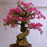 Cosa Sapere Prima Di Comprare Un Bonsai Cosa sapere prima di comprare un bonsai: cura, specie adatte, dimensioni e stile