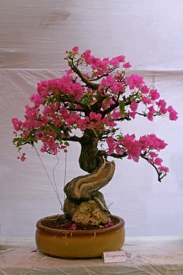 Cosa Sapere Prima Di Comprare Un Bonsai 1 Cosa sapere prima di comprare un bonsai: cura, specie adatte, dimensioni e stile
