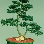 Scopri il significato della parola giapponese Bonsai e la sua importanza nella cultura orientale