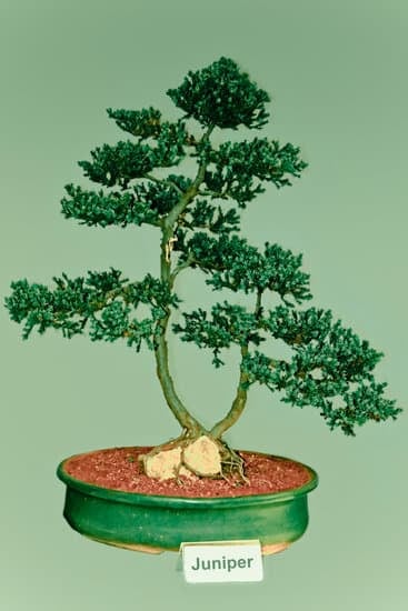 Qual E Il Significato Della Parola Giapponese Bonsai 1 Scopri il significato della parola giapponese Bonsai e la sua importanza nella cultura orientale